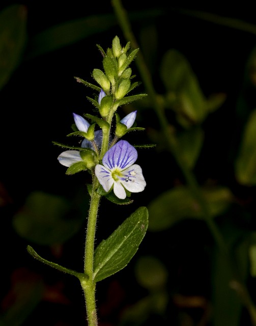 Veronica 18-9425.jpg